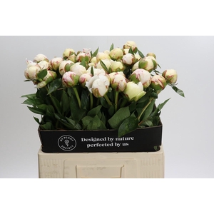 Paeonia L Snow Mountain