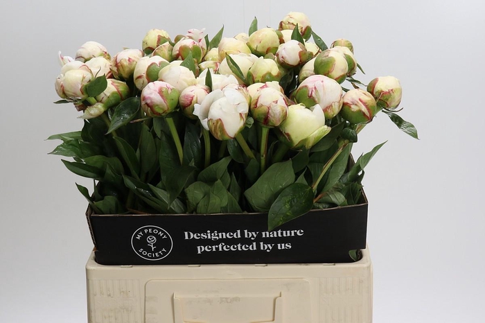 <h4>Paeonia L Snow Mountain</h4>