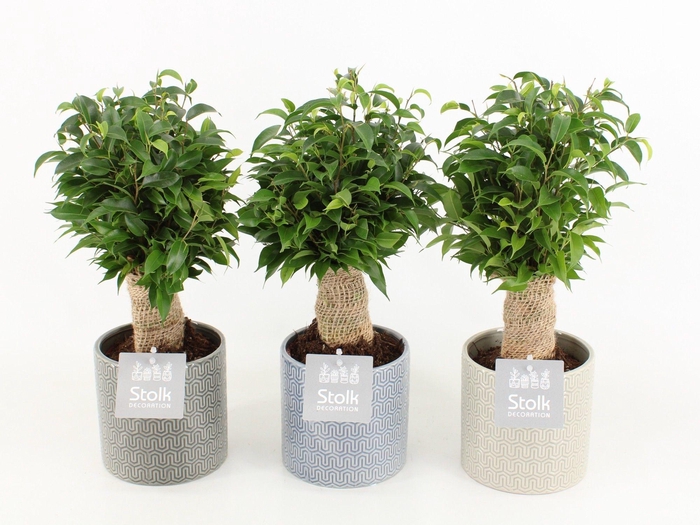 <h4>Ficus Benjamina Natasja in Gaia keramiek</h4>