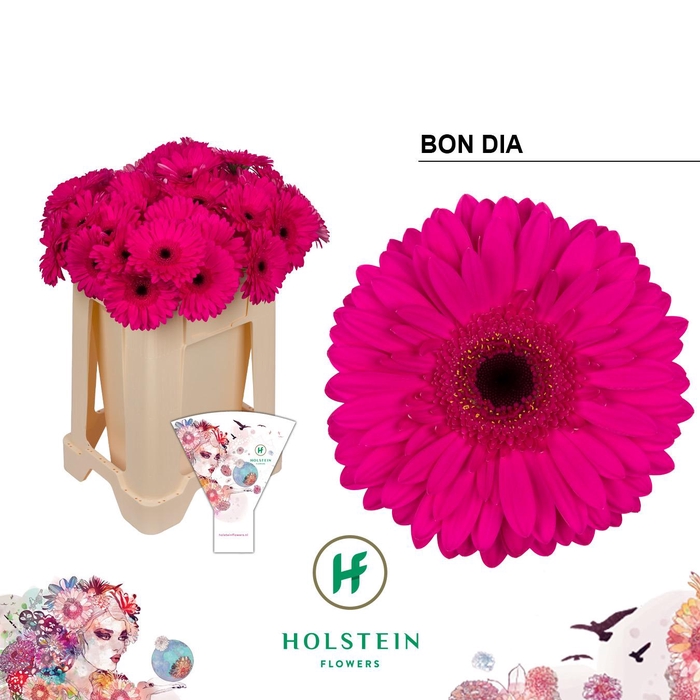 <h4>GE GR BON DIA x40</h4>