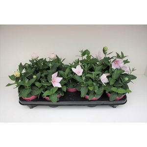Platycodon Roze