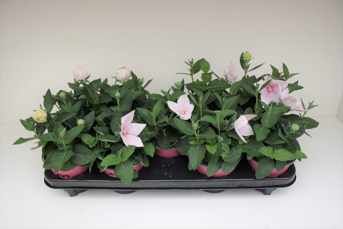 <h4>Platycodon Roze</h4>