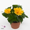 Hibiscus rosa-sin. 'Sunny Valencia'