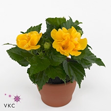 Hibiscus rosa-sin. 'Sunny Valencia'