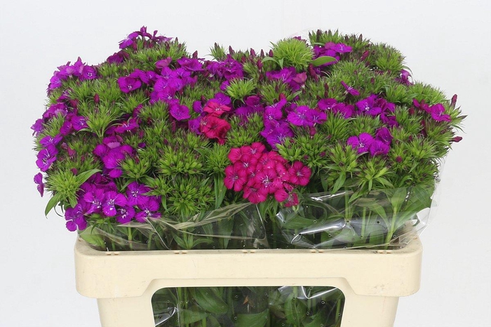 <h4>Dianthus Br Amazon Neon Purple</h4>