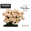 R TR GALINA