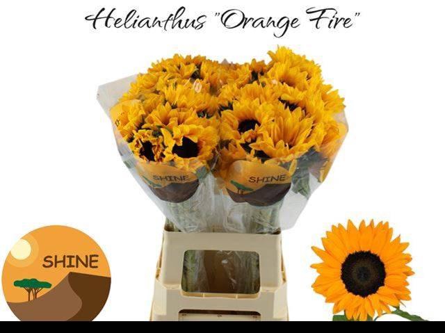 <h4>Heli Orange Fire</h4>