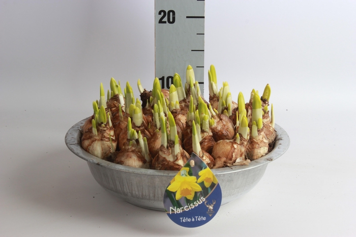 <h4>ARR N TETE A TETE</h4>