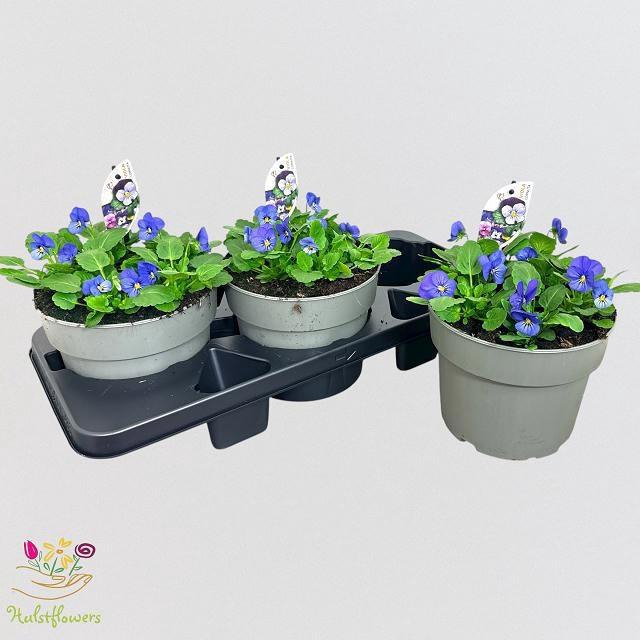 <h4>VIO CO EM TRUE BLUE</h4>