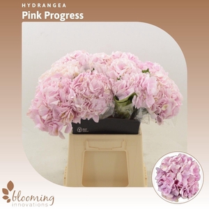 Hydrabloom Pink Progress