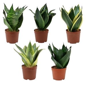 SANSEVIERIA TRIFASCIATA p9