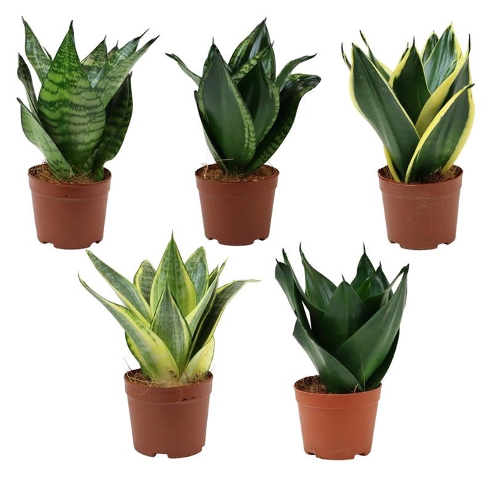 <h4>SANSEVIERIA TRIFASCIATA p9</h4>