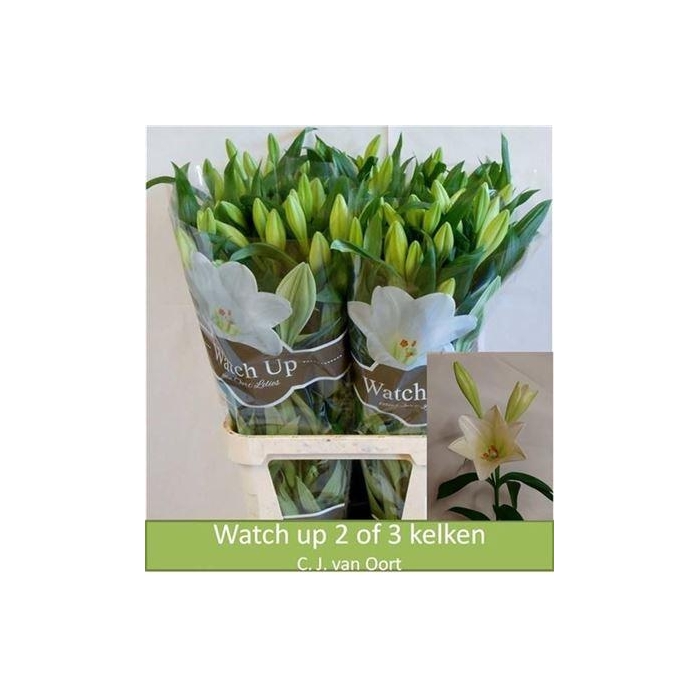 <h4>Li Lf Watch Up</h4>