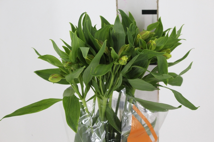 <h4>ALSTROEMERIA FLORIDA 080 CM</h4>