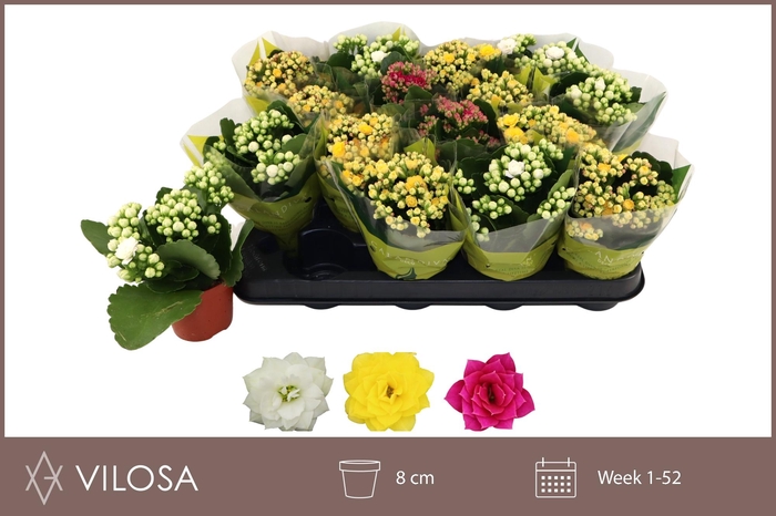 <h4>KAL GE GEM 3 KL</h4>