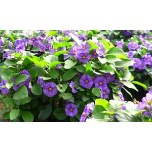 Solanum rantonnetii gemengd
