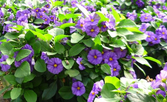 <h4>Solanum rantonnetii gemengd</h4>