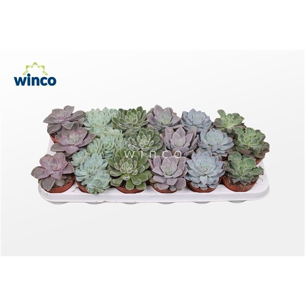 <h4>Echeveria Basic Mix (6 Spc.)</h4>