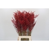 Bromelia Red Paloma