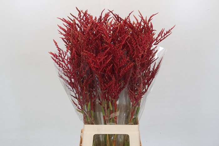 <h4>Bromelia Red Paloma</h4>