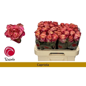 R Gr Capriola (boxes!)