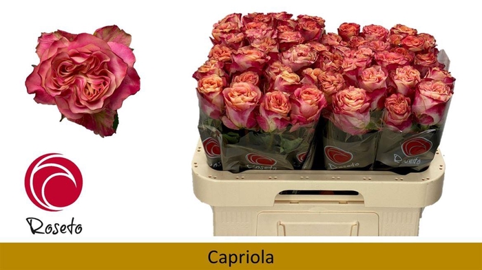 <h4>R Gr Capriola (boxes!)</h4>