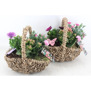 arr4 Outdoor MB - Tasmand x4