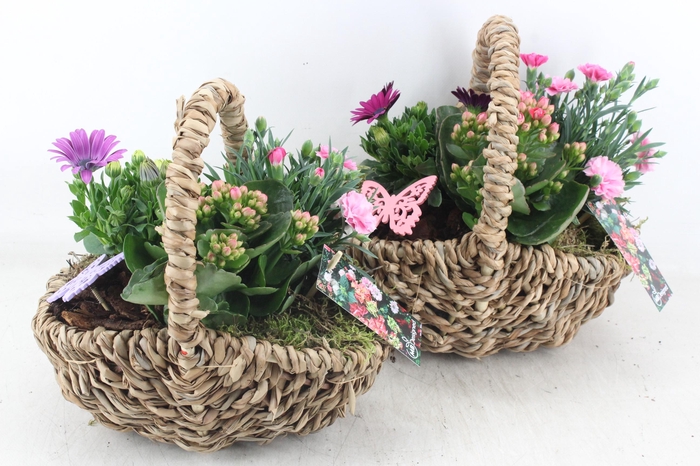 <h4>arr4 Outdoor MB - Tasmand x4</h4>