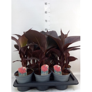 Canna  'Red Velvet'