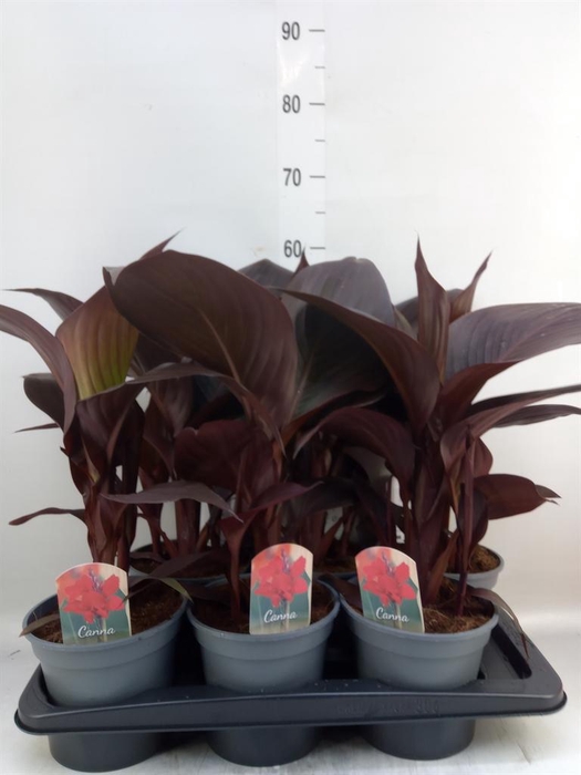 <h4>Canna  'Red Velvet'</h4>