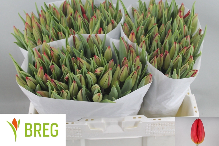 <h4>TU EN STRONG FIRE</h4>