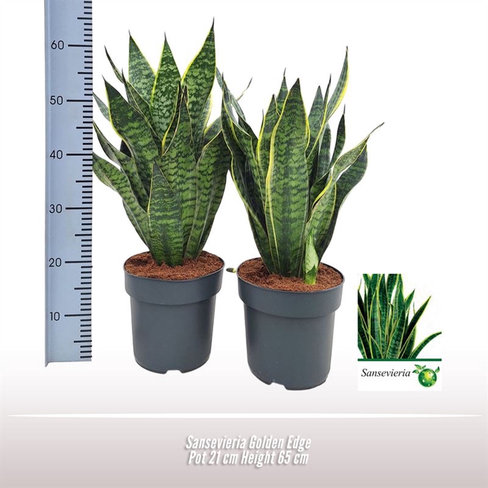 <h4>Sansevieria Golden Edge</h4>