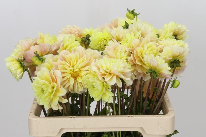 <h4>Dahlia Giovanna</h4>