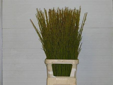 <h4>CORNUS S FLAVIRAMEA</h4>