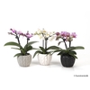 PHALAENOPSIS-HYBRID P6