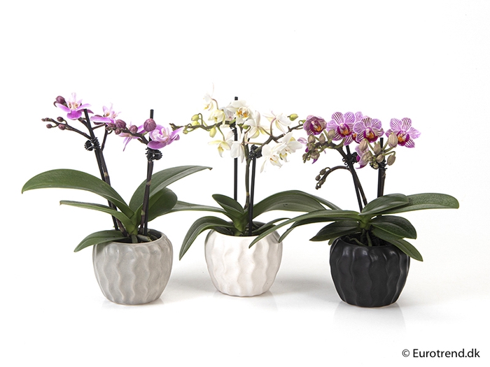 PHALAENOPSIS-HYBRID P6