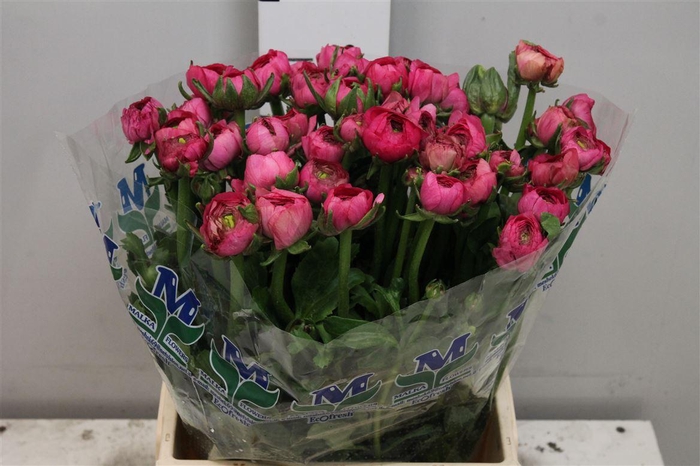 <h4>Ran El Hot Pink</h4>