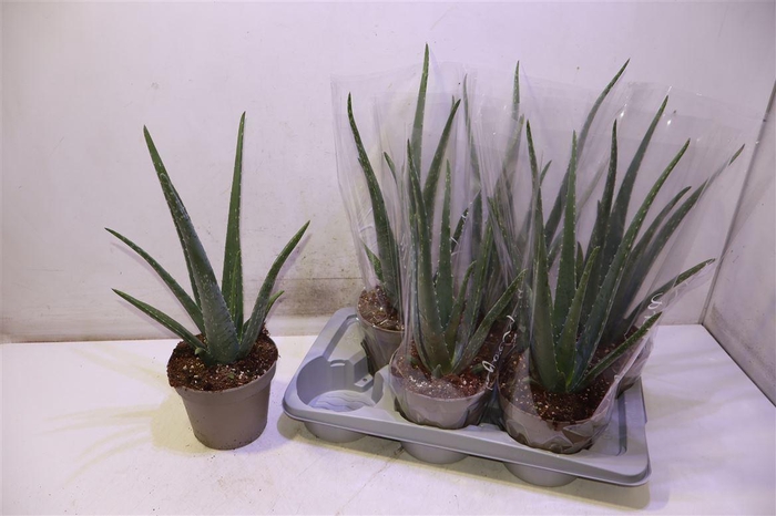 <h4>Aloe Vera</h4>