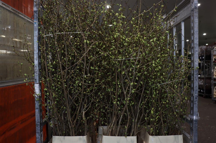 Corylopsis 160cm P Stem