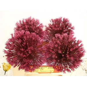 ALLIUM GROOTBLOEMIG