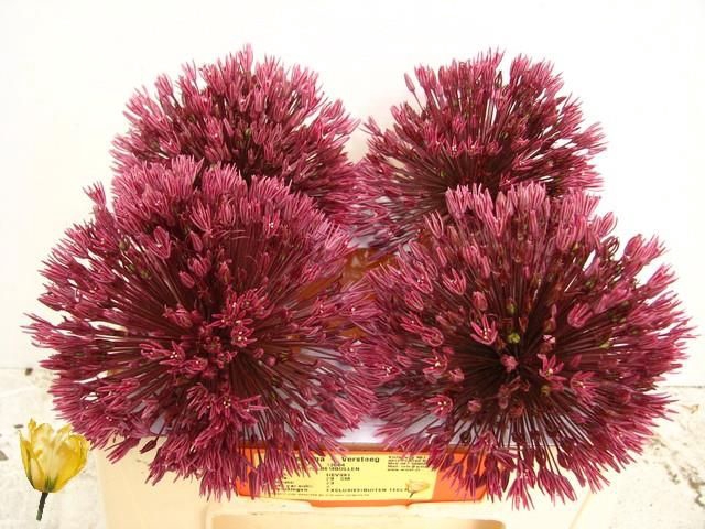<h4>ALLIUM GROOTBLOEMIG</h4>