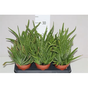 Aloe Vera Pot Vol