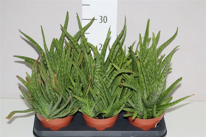 <h4>Aloe Vera Pot Vol</h4>