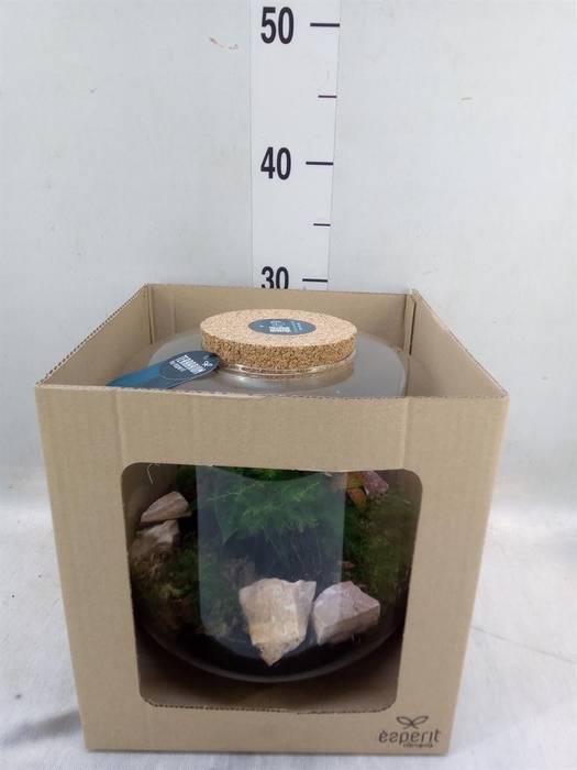 <h4>Arr.    Planten  H%</h4>