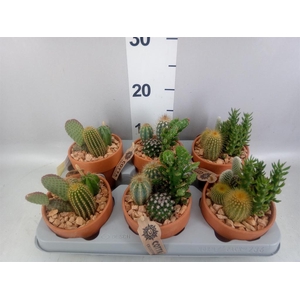 Arr.  Cactus L%
