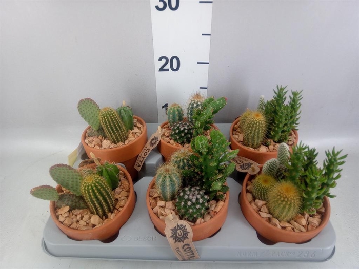 <h4>Arr.  Cactus L%</h4>