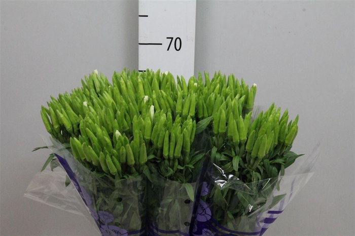 <h4>Godetia White</h4>