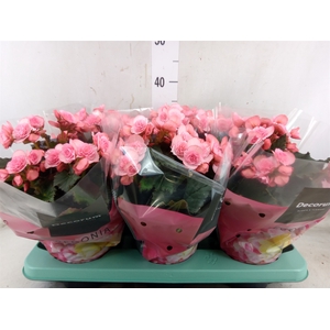 Begonia elat. DU 'Move2Joy Pink'