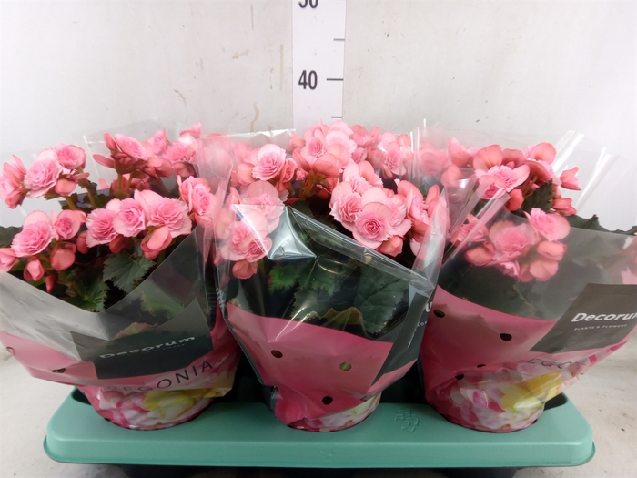 <h4>Begonia elat. DU 'Move2Joy Pink'</h4>