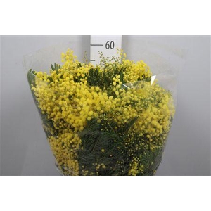 Acacia Mirandol Per Bunch 400 Gram Xxl